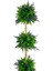 Yapay Ağaç Lavantalı Şimşir Top Siyah Saksılı 115*30CM 5