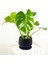 Deve Tabanı Antrasit Curvy Saksılı 30-40CM - Monstera Deliciosa 1