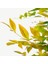 Nandina Fidanı Tüplü (Cennet Bambusu) 2