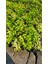 Nandina Fidanı Tüplü (Cennet Bambusu) 5