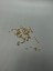 Bit Kapama 500 Adet Sarı Kaplama 2.5 mm Takı Biti Bit Kapama 1