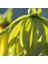 Kananga Komple Ylang-Ylang Yağı Organik 5 ml 2