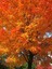 Acer Saccharum - Şeker Akçaağaç Fidanı | Bahçeniz Için Gösterişli ve Gölge Sağlayan Ağaç 2 Yaş Saksılı 2
