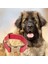 Gerçek Deriden El Yapımı Köpek Tasması, 50CM Ayarlanabilir Ölçü, Kırmızı 1