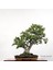Yeşim Ağacı - Afra Bonsai Telleme Kiti NO.X189 6