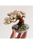 Limon Dükkan Mini Yapı Blokları Sakura Bonsai 3