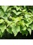 Paulownia - Çin Kavağı Fidanı - Bahçenize Hızla Büyüyen Yeşil Dokunuş 15-25 cm Saksılı 2