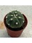 Berke Fidancılık 5.5 Litrelik Saksıda Echinopsis Subdenudata (Paskalya Zambağı) Kaktüsü 2