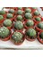 Berke Fidancılık 5.5 Litrelik Saksıda Echinopsis Subdenudata (Paskalya Zambağı) Kaktüsü 3