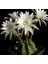 Berke Fidancılık 5.5 Litrelik Saksıda Echinopsis Subdenudata (Paskalya Zambağı) Kaktüsü 4