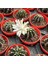 5.5 Luk Saksıda Gymnocalycium Mihanovichii (Çene) Kaktüsü 1