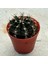 5.5 Luk Saksıda Gymnocalycium Mihanovichii (Çene) Kaktüsü 2