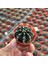 5.5 Luk Saksıda Gymnocalycium Mihanovichii (Çene) Kaktüsü 3