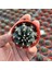 5.5 Luk Saksıda Gymnocalycium Mihanovichii (Çene) Kaktüsü 4