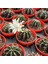 Berke Fidancılık 5.5 Luk Saksıda Gymnocalycium Mihanovichii (Çene) Kaktüsü 1