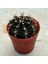 Berke Fidancılık 5.5 Luk Saksıda Gymnocalycium Mihanovichii (Çene) Kaktüsü 2