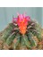 Çiçek Açan Tür, Bol Yavrulu Matucana Polzii Kaktüsü (5.5cm Saksıda Gönderilir) 4