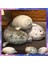 Tombul Peluş Foca Gorda Mühür Oyuncak Dolması Hayvan Guatona Peluche Yumuşak Bebek Uyku Yastık Sevimli Deniz Aslanı Bebek Noel Hediyesi 20 cm (Yurt Dışından) 2