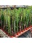 10.5lik Saksıda, 50 cm ve Üzeri Boyda Sınırlı Sayıda Euphorbia Trigona Red - Afrika Süt Ağacı Kaktüsü 1