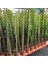 10.5lik Saksıda, 50 cm ve Üzeri Boyda Sınırlı Sayıda Euphorbia Trigona Red - Afrika Süt Ağacı Kaktüsü 2