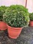 Denizin Garden Top Şimşir (Buxus Faulkner) P32 2