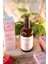 Yağlı Gül Suyu 50 ml 4