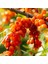 "yalancı Iğde (Hippophae Rhamnoides) Fidanı - 2 Yaşında, Tüplü" 1