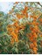 "yalancı Iğde (Hippophae Rhamnoides) Fidanı - 2 Yaşında, Tüplü" 2