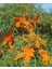 "yalancı Iğde (Hippophae Rhamnoides) Fidanı - 2 Yaşında, Tüplü" 3