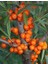 "yalancı Iğde (Hippophae Rhamnoides) Fidanı - 2 Yaşında, Tüplü" 4