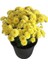 Sarı Kasımpatı Krizantem Hüzün Çiçeği 5-10 cm Chrysanthemum 1