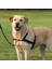Köpek Yürüyüş Eğitim Göğüs Tasması S M 13 3