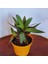 Tradescantia Spathacea (İstiridye Telgraf Çiçeği) 2