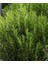 2 Yaşında Biberiye (Rosmarinus Officinalis) Fidanı - Kolay Bakımlı ve Sağlıklı 3