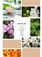 Ixora K110 Desing Kadın Parfüm 100 ml EDP 3