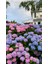 2 Adet 2 Yaşında Tüplü Ortanca (Hydrangea Macrophylla) Fidanı - Bahçeniz İçin Renkli ve Zarif Bir Seçim 4