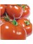SC-2121 Domates Tohumu (2 Gram) 1