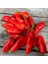 Doğal Red Trinidad Seasoning Biber Tohumu (15 Adet) 1