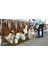 Ilaç- Vitavimin S500 Rumen Buffer 4