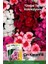 100 Adet Çin Karanfili (Dianthus Chinensis) Çiçek Tohumu 1