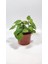 Plant Momzie Philodendron Hederaceum Micans 1