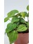 Plant Momzie Philodendron Hederaceum Micans 5