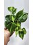 Plant Momzie Philodendron Hederaceum Brasil 1