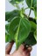 Plant Momzie Philodendron Hederaceum Brasil 2