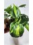 Plant Momzie Philodendron Hederaceum Brasil 3