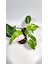 Plant Momzie Philodendron White Princess 1