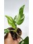 Plant Momzie Philodendron White Princess 2