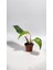 Plant Momzie Philodendron White Princess 3