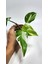 Plant Momzie Philodendron White Princess 4