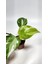 Plant Momzie Philodendron White Princess 5